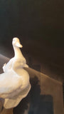 Kaiser bisque porcelain sculpture - pair of ducks small