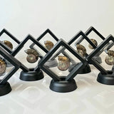 Natural Iridescent Red Ammonite Fossil | Madagascar | Floating Display Frame