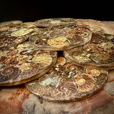Natural Ammonite Fossil Coaster | Genuine Fossil in Resin | Madagascar