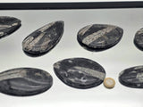 Large Orthoceras Fossil | Morocco | 4–5 Inch Natural Specimen