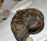 Large Polished Cleoniceras Ammonite Fossil Pair | Madagascar | 5–5.25 Inch