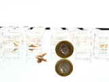 Genuine Fossil Shark Tooth Otodus | Moroccan Fossil in Magnifying Display Box