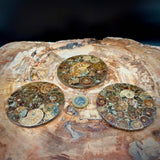 Natural Ammonite Fossil Coaster | Genuine Fossil in Resin | Madagascar