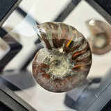 Natural Iridescent Red Ammonite Fossil | Madagascar | Floating Display Frame