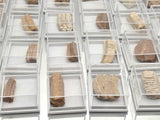 Genuine Fossil Stingray Tooth Plate | Morocco | Display Case