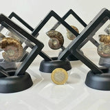 Natural Iridescent Red Ammonite Fossil | Madagascar | Floating Display Frame