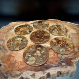 Natural Ammonite Fossil Coaster | Genuine Fossil in Resin | Madagascar