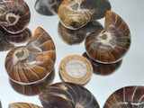 Small Polished Nautilus Fossil | Madagascar | Approx. 3.5cm
