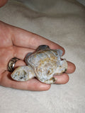 🐢✨ Ocean Jasper Turtle Carving ✨🐢