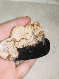 ☁️✨ Agatized Petrified Wood/ Palm Root Cloud ✨☁️