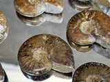 Natural Iridescent Red Ammonite Fossil | 4–5cm