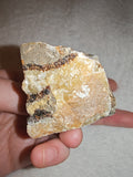 Raw Septarian Rough Specimen #1 - 143g