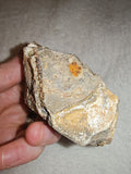 Raw Septarian Rough Specimen #1 - 143g