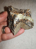 Raw Septarian Crystal Rough 95g Natural Calcite Aragonite Healing Stone Mineral Specimen - #5