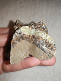 Raw Septarian Crystal Rough 95g Natural Calcite Aragonite Healing Stone Mineral Specimen - #5