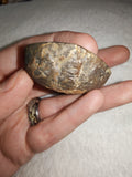 Natural Septarian Dragon Egg Half Nodule #3 | Polished Face with Calcite & Pyrite | 48g
