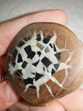 Natural Septarian Dragon Egg Half Nodule #3 | Polished Face with Calcite & Pyrite | 48g