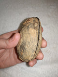Natural Septarian Dragon Egg PAIR #1 | Complete Matching Pair | Polished Interior | 250g
