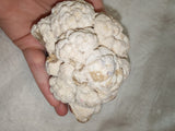 Large Botryoidal Chocolate Calcite Mineral Specimen from Pakistan | Natural Crystal Cluster | 657g