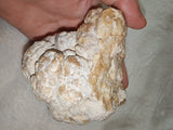 Large Botryoidal Chocolate Calcite Mineral Specimen from Pakistan | Natural Crystal Cluster | 657g