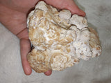 Large Botryoidal Chocolate Calcite Mineral Specimen from Pakistan | Natural Crystal Cluster | 657g