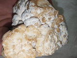 Large Botryoidal Chocolate Calcite Mineral Specimen from Pakistan | Natural Crystal Cluster | 657g