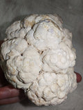 Large Botryoidal Chocolate Calcite Mineral Specimen from Pakistan | Natural Crystal Cluster | 657g