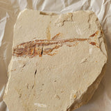 Rare Eurypholis boissieri Fossil Fish on Natural Limestone Matrix | Upper Cretaceous Lebanon | 11cm