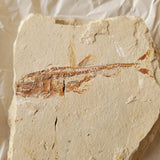 Rare Eurypholis boissieri Fossil Fish on Natural Limestone Matrix | Upper Cretaceous Lebanon | 11cm