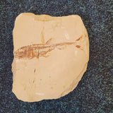 Rare Eurypholis boissieri Fossil Fish on Natural Limestone Matrix | Upper Cretaceous Lebanon | 11cm