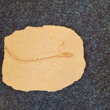 Rare Fossil Pipefish (Syngnathus / Hipposyngnathus) on Limestone | Cenomanian Lebanon | 12.5cm