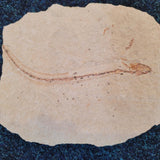 Rare Fossil Pipefish (Syngnathus / Hipposyngnathus) on Limestone | Cenomanian Lebanon | 12.5cm