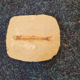 Knightia Fossil Fish on Natural Stone Matrix | Green River Formation Wyoming | Eocene | 6.2cm