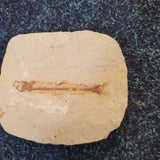 Knightia Fossil Fish on Natural Stone Matrix | Green River Formation Wyoming | Eocene | 6.2cm