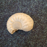 Natural Fossilised Ammonite Fossil | Prehistoric Marine Fossil Specimen | 247g