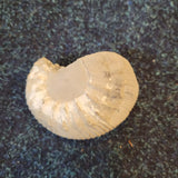 Natural Fossilised Ammonite Fossil | Prehistoric Marine Fossil Specimen | 247g