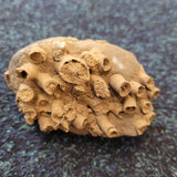 Fossilised Colonial Coral in Limestone | Probable Carboniferous | Natural Fossil Specimen