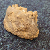 Fossilised Colonial Coral in Limestone | Probable Carboniferous | Natural Fossil Specimen