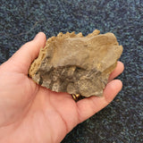 Fossilised Colonial Coral in Limestone | Probable Carboniferous | Natural Fossil Specimen