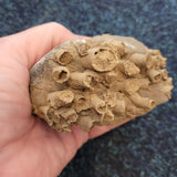 Fossilised Colonial Coral in Limestone | Probable Carboniferous | Natural Fossil Specimen