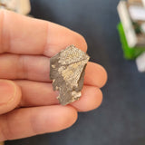 Probable Fenestella Bryozoan Fossil | Fenestrate Colonial Fossil | Carboniferous Marine Fossil