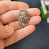 Probable Fenestella Bryozoan Fossil | Fenestrate Colonial Fossil | Carboniferous Marine Fossil