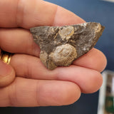Fossiliferous Limestone with Fossil Bivalve | Possible Graptolite Impression | Natural Fossil Specimen