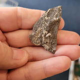 Fossiliferous Limestone with Fossil Bivalve | Possible Graptolite Impression | Natural Fossil Specimen