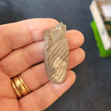Probable Calamites Fossil Plant Stem Fragment | Carboniferous Fossil | Ancient Horsetail