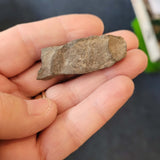 Probable Calamites Fossil Plant Stem Fragment | Carboniferous Fossil | Ancient Horsetail