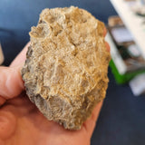 Carboniferous Fossil Matrix with Brachiopods & Crinoid Stems | North Wales | 157g