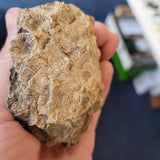 Carboniferous Fossil Matrix with Brachiopods & Crinoid Stems | North Wales | 157g