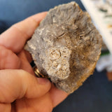 Carboniferous Fossil Matrix with Brachiopods & Crinoid Stems | North Wales | 157g