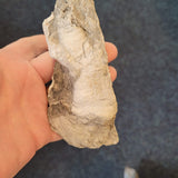 Carboniferous Rugose (Horn) Coral Fossil Specimen | North Wales | 190g
